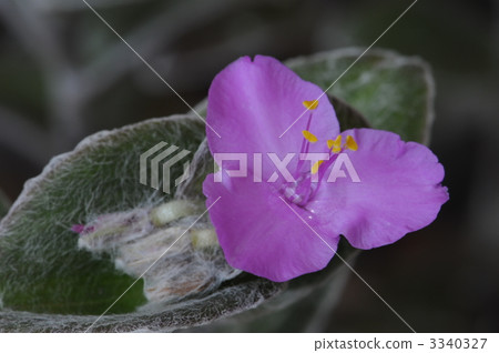 Tradition Cantia 3340327