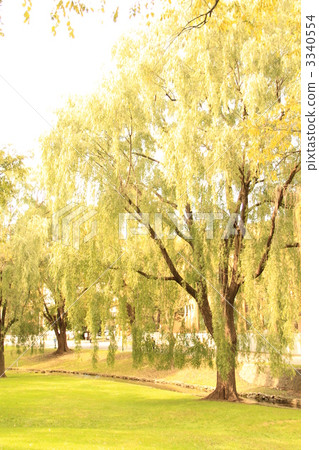 Weeping willow of Hokkaido University Weeping willow of Hokkaido University 3340554