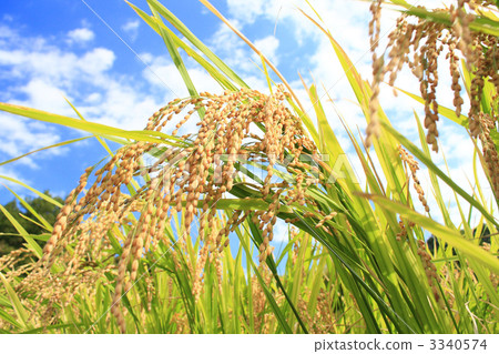 Blue sky and rice growing in the rice field 3340574