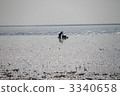 有明海 3340658