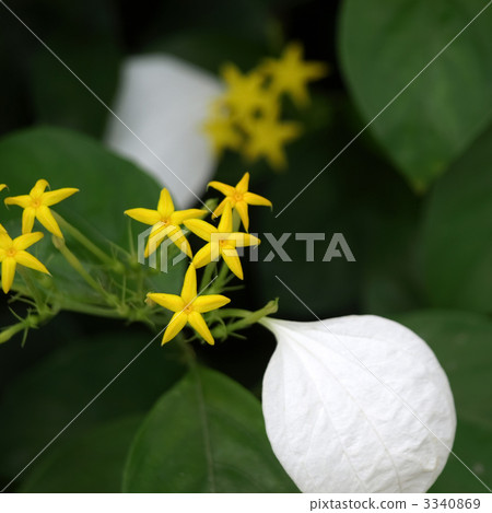 Conlonka Conlonka 3340869