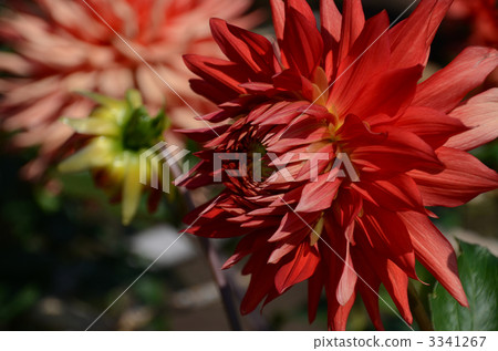Dahlia 3341267