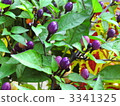 capsicum, cayenne, chili pepper 3341325