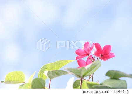 euphorbia milii, landscape, scape 3341445