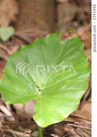grasshopper, mimicry, mimesis 3341448