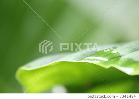 drop, drip, dew drop 3341454