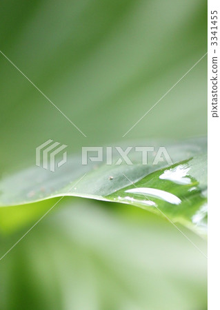 foliage, leaf, leafs 3341455