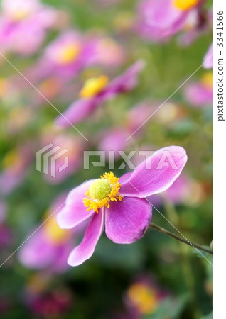 japanese anemone, crowfoot, ranunculaceae 3341566