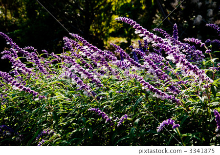 Salvia Leu sanka flower Salvia Leu sanka flower 3341875