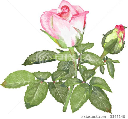 Rose   3343140