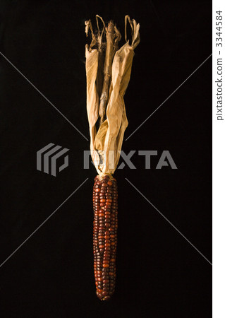 Multicolored Indian corn. Multicolored Indian corn. 3344584