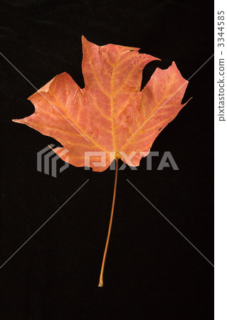Red maple leaf. Red maple leaf. 3344585