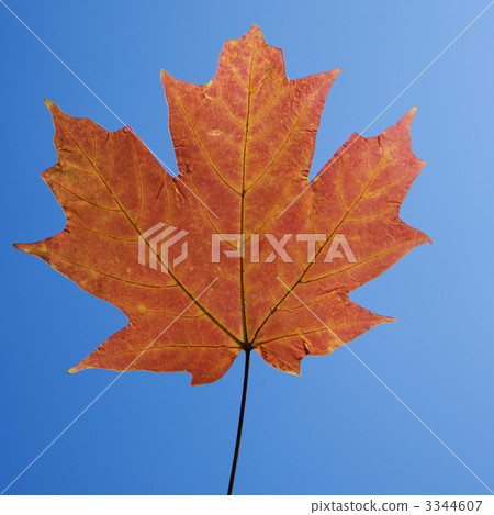 Red Maple leaf. Red Maple leaf. 3344607