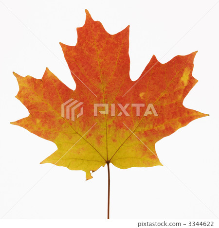 Maple leaf in Fall color. Maple leaf in Fall color. 3344622