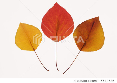 Bradford Pear leaves. 3344626
