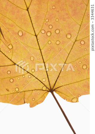 Maple leaf close up. 3344631