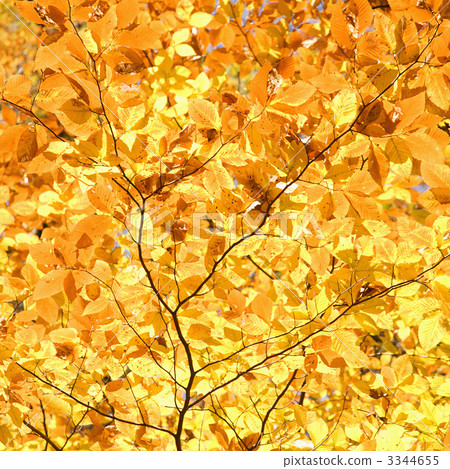 Yellow Fall foliage. 3344655
