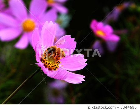 bee, hive bee, honeybee 3344693