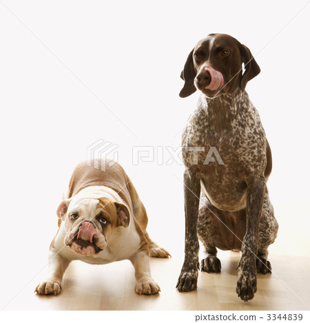 Bulldog and Pointer dog. Bulldog and Pointer dog. 3344839