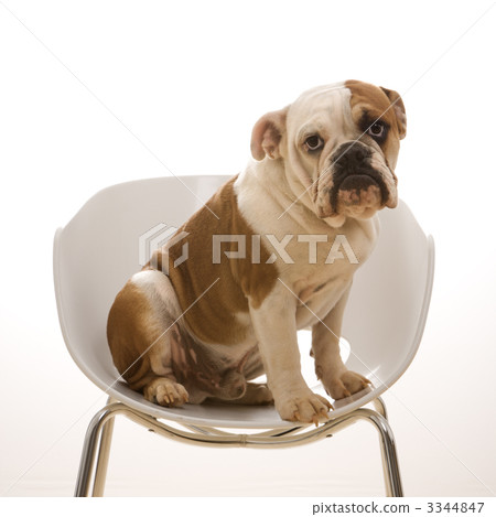 English Bulldog portrait. English Bulldog portrait. 3344847