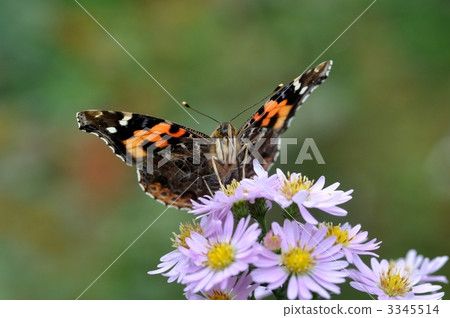 Asian Admiral Butterfly, asian admiral, indian red admiral 3345514