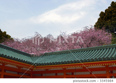 Heavenly Jingu Shrine brown cherry blossoms 3345984