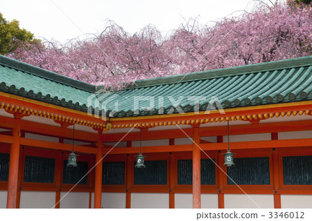 天堂神宮靖國神社棕色櫻花 3346012