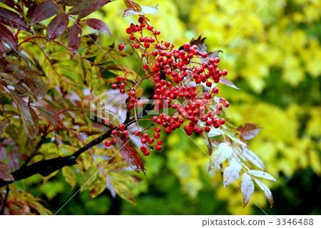 Fruit of Oze National Park Nanakamado 3346488