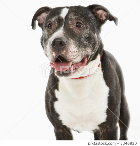 Close-up of dog 3346920