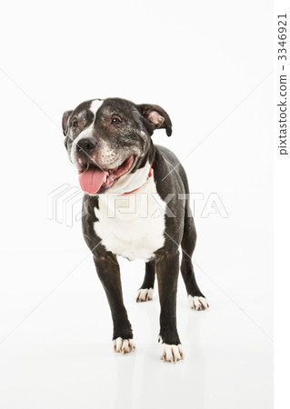 Dog standing on white background. Dog standing on white background. 3346921