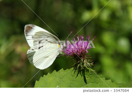 在薊的草龜的鑲邊白被淹沒的蝴蝶 3347084