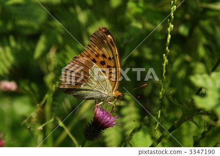 Owla Ginsujihyumon Owla Ginsujihyumon 3347190
