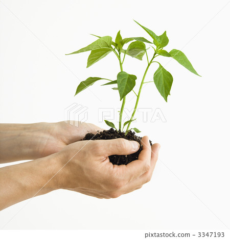 Hands holding plant. Hands holding plant. 3347193