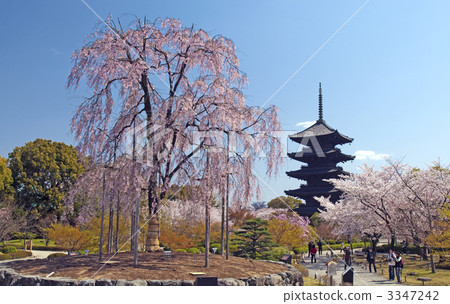 東條的富士櫻花和五層寶塔 3347242