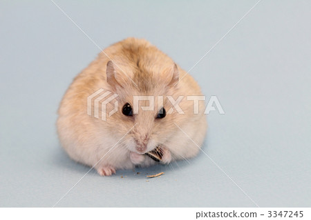 短尾侏儒倉鼠 倉鼠 動物 3347245