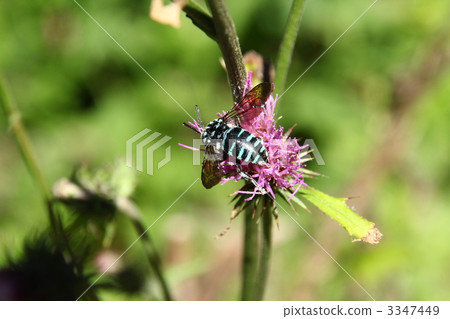 藍蜂（Ruri Monkey） 3347449