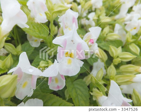 蝴蝶草屬 綠葉 蓓蕾 3347526