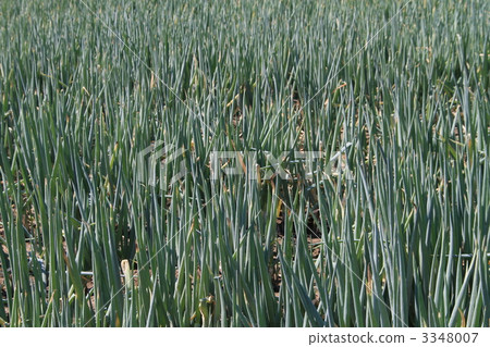 One side of green onion One side of green onion 3348007