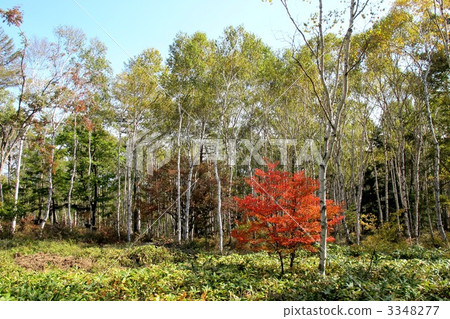 八幡高原的秋葉 3348277