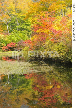 Tsukiyama“Jizo Pond的秋葉” Tsukiyama“Jizo Pond的秋葉” 3348396