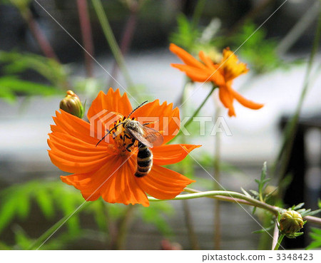 Cosmos and Ashinagakubi Cosmos and Ashinagakubi 3348423