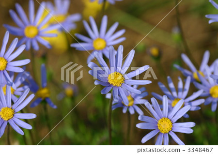 blue daisy, asteraceae, compositae 3348467
