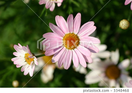 argyranthemum frutescens, marguerite daisy, cold-resistant perennial plants 3348468