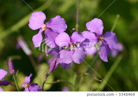 花朵 花 花卉 3348469