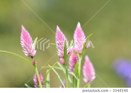 Nogeitou (field chicken head) Nogeitou (field chicken head) 3348540