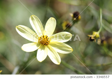 Winter Cosmos 3348557