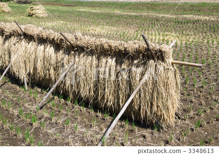 米飯乾燥 3348613