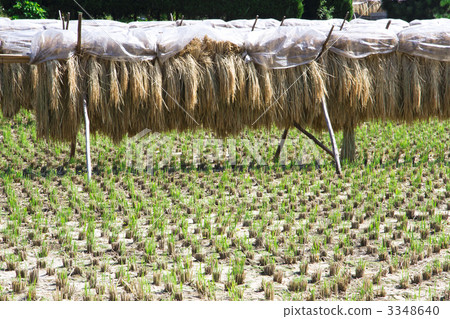 Rice drying Rice drying 3348640