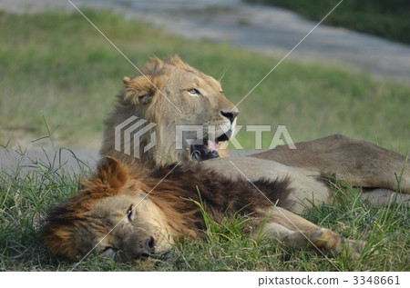 Lion's pride (herd) 3348661