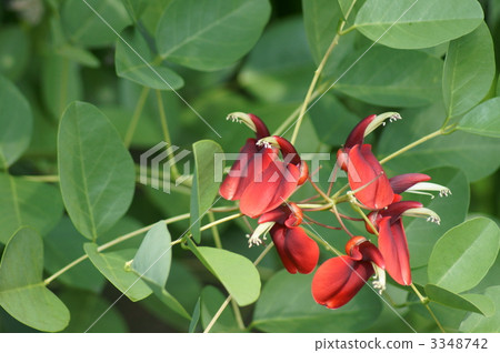 I wonder if America's ladies can bloom in October ... 3348742